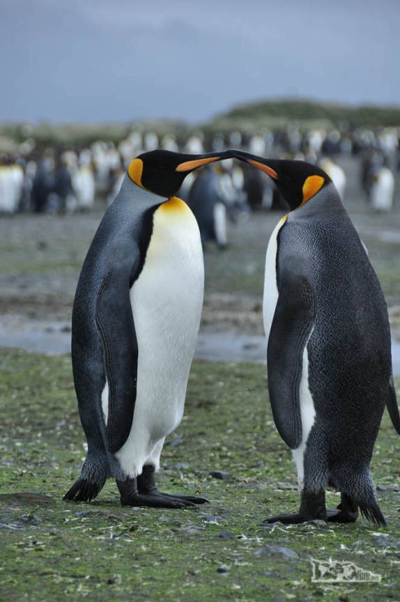 Um beijo de pinguins em Salisbury Plain, na Geórgia do Sul